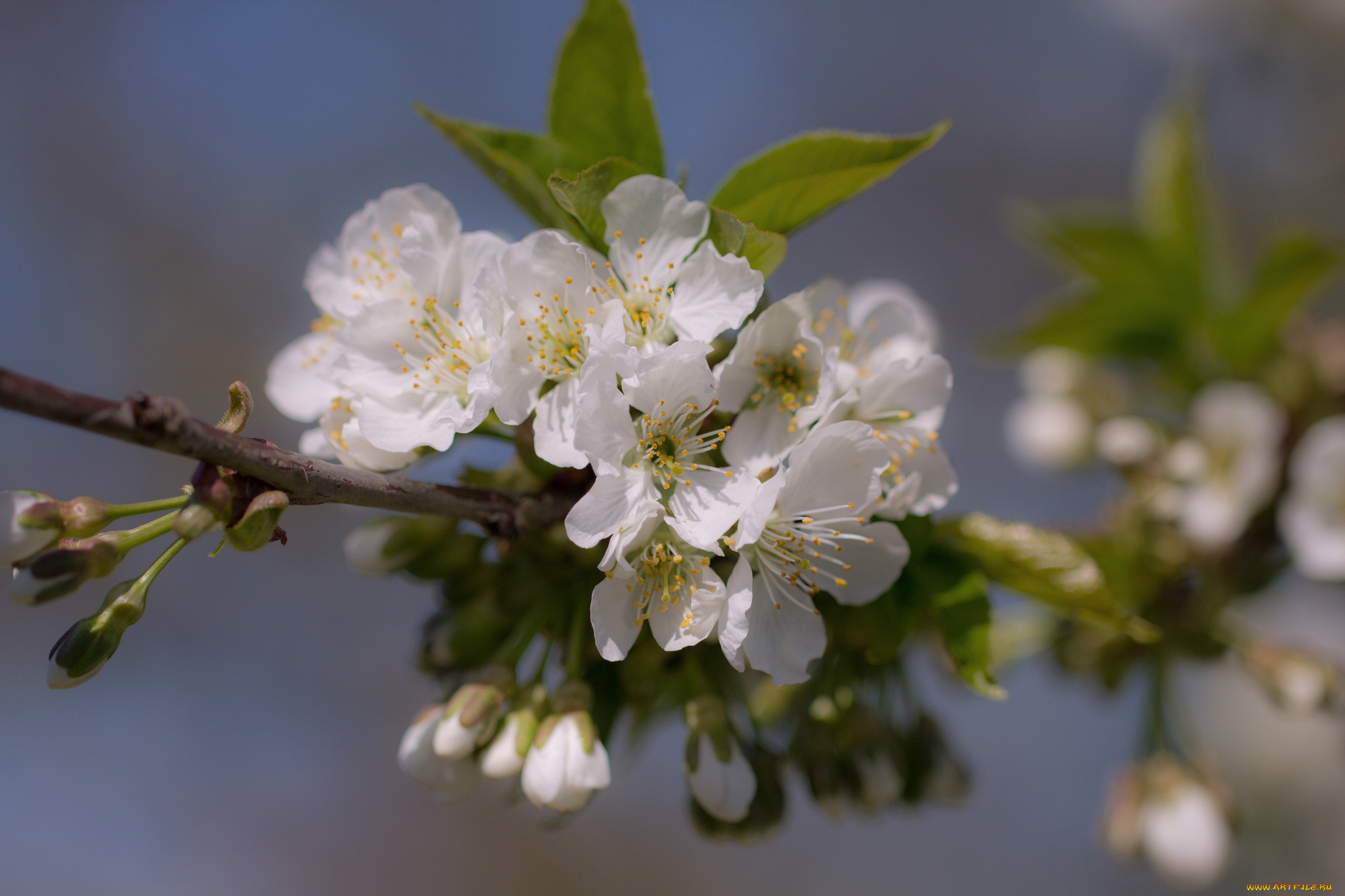 ,   ,  , , branch, leaves, flowers, 